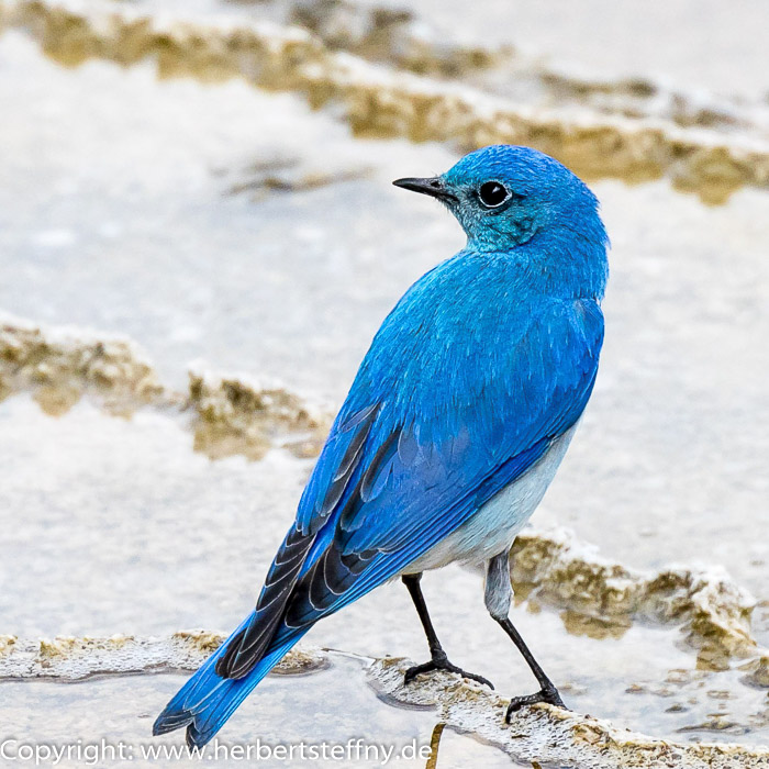 Berghüttensänger Mountain Bluebird Yellowstone 2024 Foto Herbert Steffny