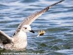 Moewe_Borkum_IMG_5842.jpg