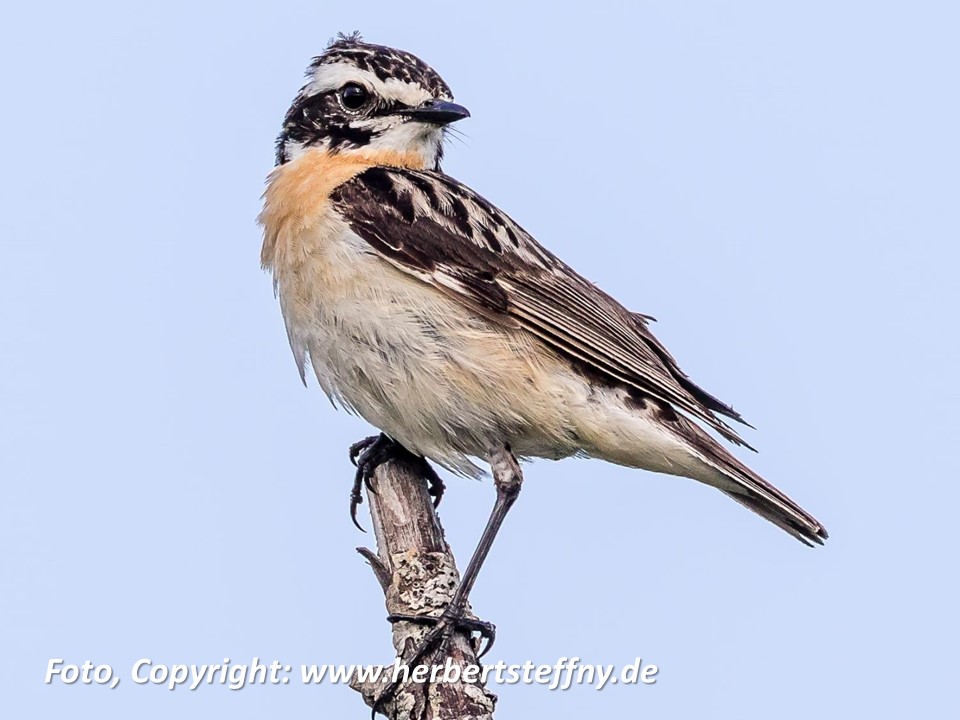 Braunkehlchen Foto Copyright Herbert Steffny