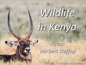 Kenia Tiere und Natur Bildergalerie Safari Fotos Wildlife Big Five Birds Vgel animals Tiere