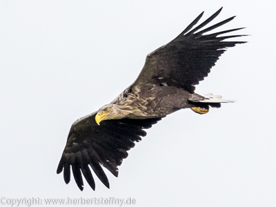 Seeadler auf Usedom